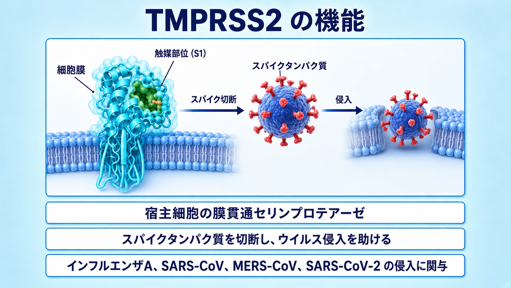 動画スライド4：TMPRSS2の機能